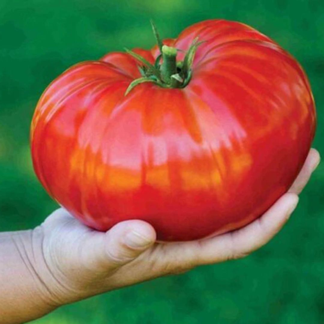 Tomato Plus – големи и вкусни домати