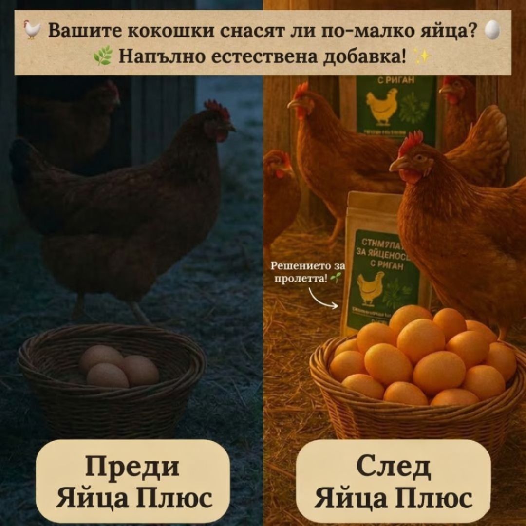 Стимулатор за яйца с риган | OuaPlus